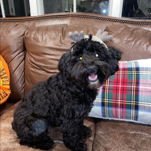 Meet your Posher, Ella